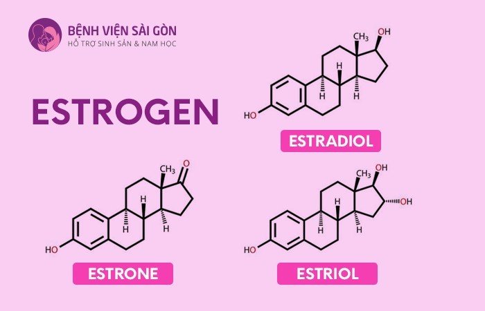 Có ba loại Estrogen trong cơ thể phụ nữ