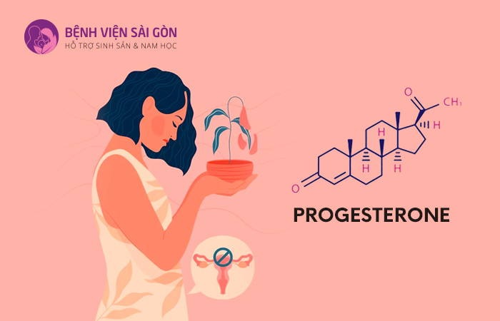 Progesterone có vai trò điều hòa kinh nguyệt