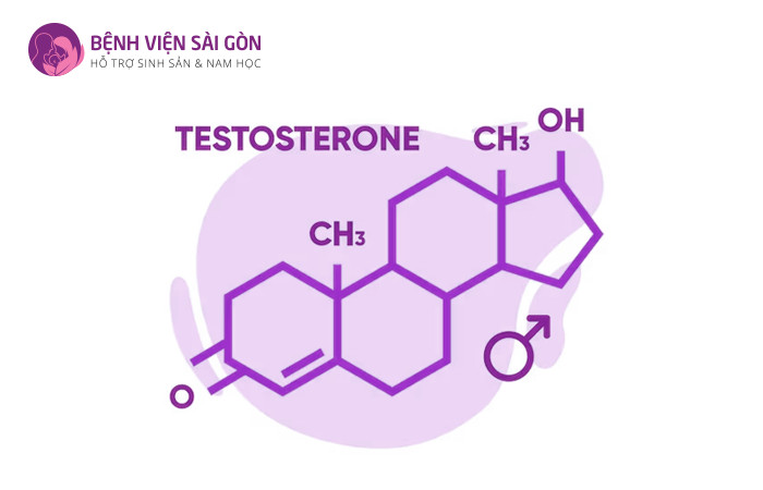 95% lượng hormone Testosterone được sản xuất tại tinh hoàn của nam giới