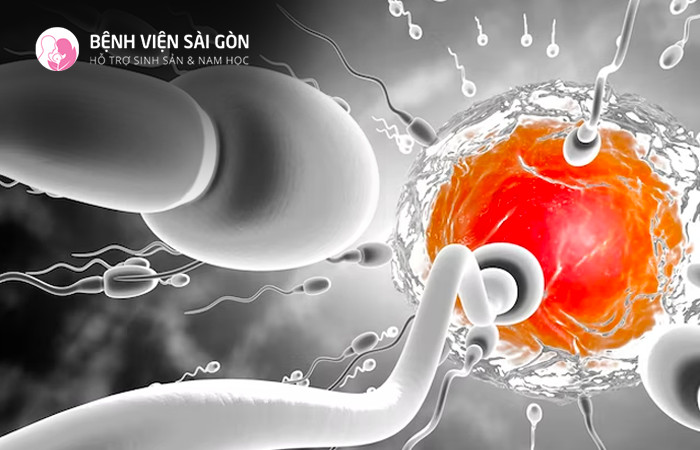 Thụ thai là kết quả của quá trình trứng và tinh trùng gặp nhau