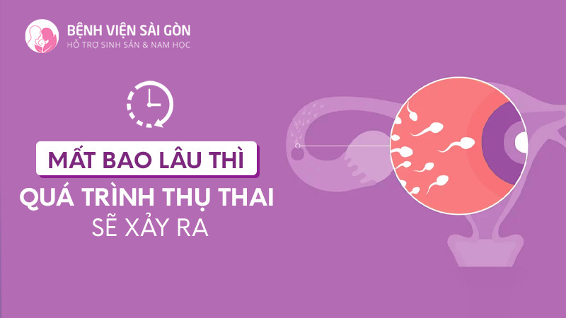 Mất bao lâu thì quá trình thụ thai sẽ xảy ra