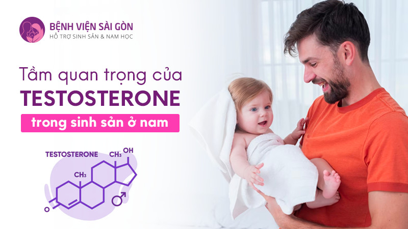 Tầm quan trọng của Testosterone trong sinh sản ở nam