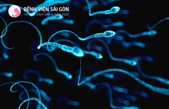 Tinh trùng là một cơ thể đơn bội mang một nửa bộ mã di truyền