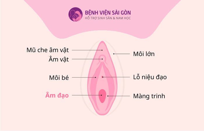 Cấu trúc của cơ quan sinh dục nữ bên ngoài
