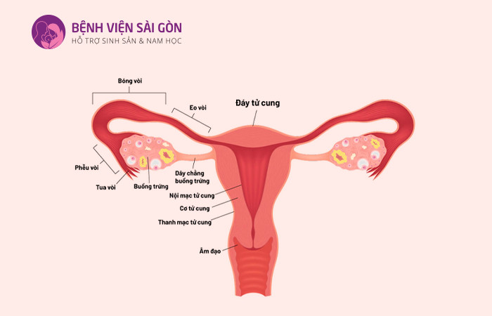 Cấu trúc của cơ quan sinh dục nữ bên trong