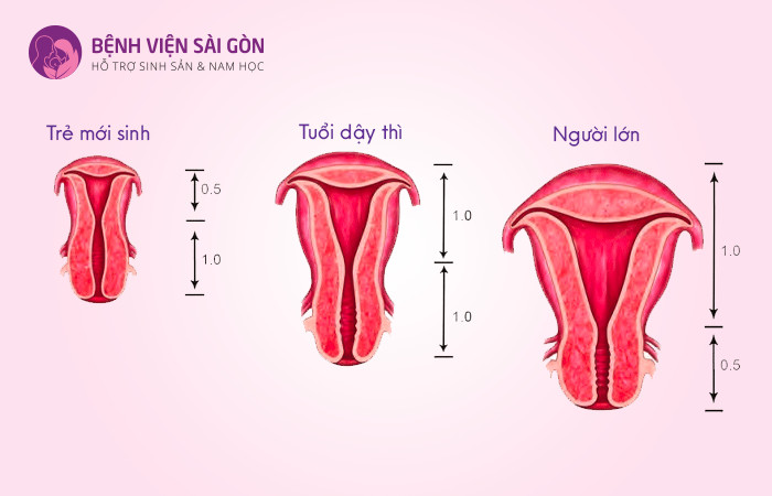 Kích thước của tử cung theo từng giai đoạn phát triển