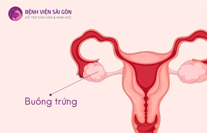 Hình ảnh buồng trứng tại cơ quan sinh dục nữ