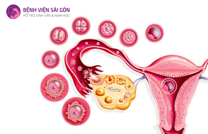 Vòi trứng là nơi mà tinh trùng và trứng gặp nhau để thụ thai
