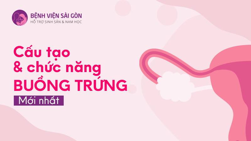 Cấu tạo và chức năng của buồng trứng mới nhất