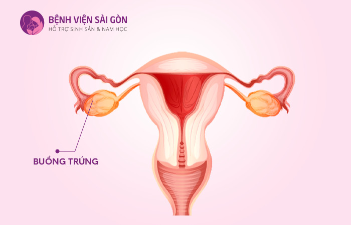 Tử cung đảm nhận vai trò mang thai và nuôi dưỡng thai nhi ở phụ nữ