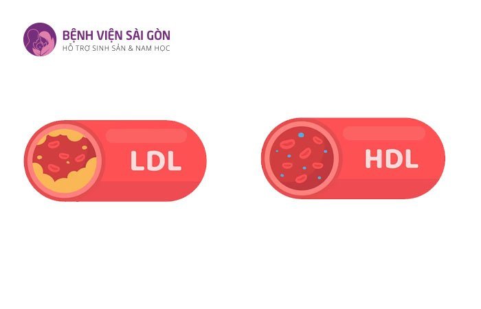 Chất béo được chia làm hai loại là LDL và HDL