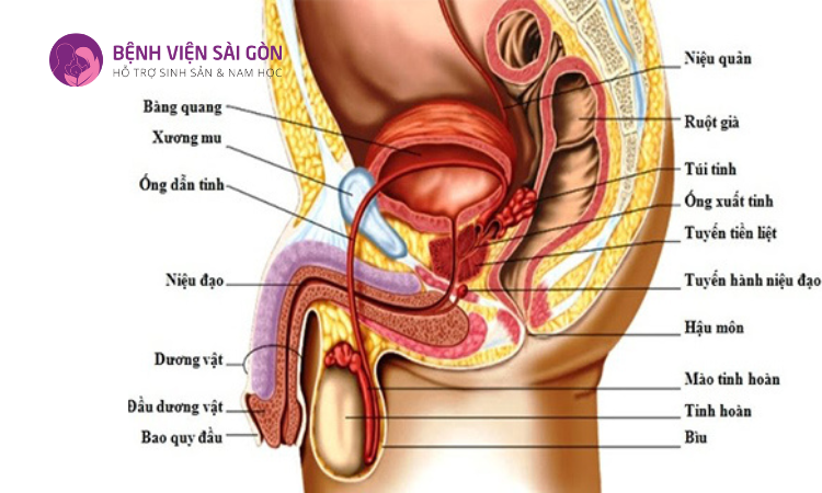 Có rất nhiều bộ phận trong cơ quan sinh dục nam giới