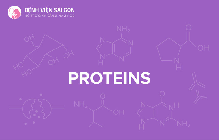 Protein là đại phân tử chứ nhiều acid amin được liên kết với nhau bằng liên kết peptid