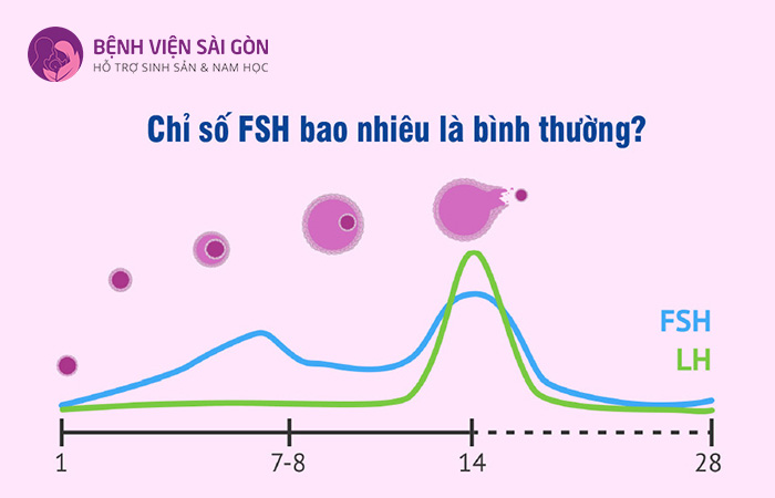 Hormone FSH cao dẫn đến tình trạng suy buồng trứng gây ra tình trạng vô kinh