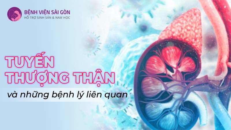 Tuyến thượng thận và những bệnh lý liên quan