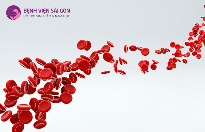 Đông máu là đóng vai trò quan trọng trong việc bịt kín vết thương và ngăn cản tình trạng mất máu