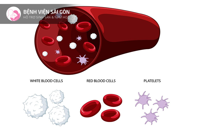 Các tế bào máu giữ những chức năng khác nhau