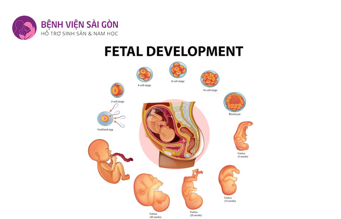 Dị tật bẩm sinh ở thai nhi là những thay đổi về cấu trúc của cơ thể