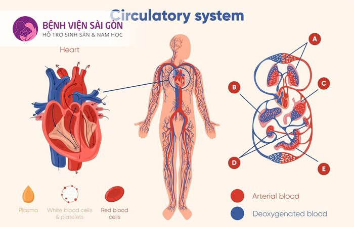 Hệ tuần hoàn hay còn gọi là hệ thống tim mạch