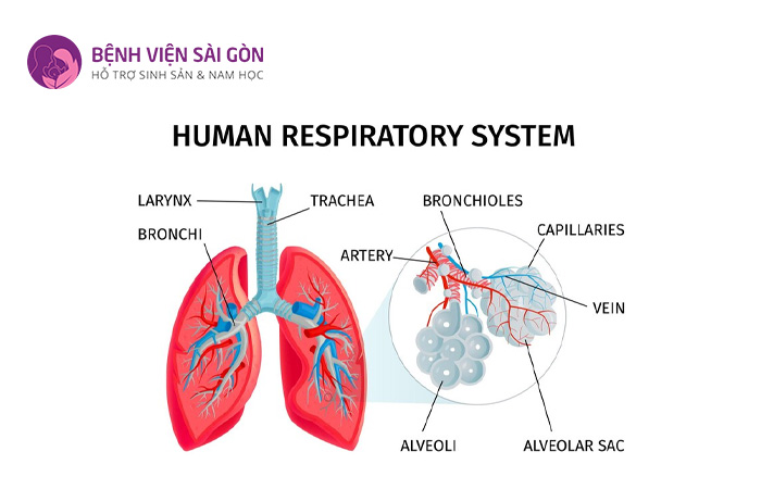 Hệ hô hấp có chức năng cung cấp oxy cho cơ thể