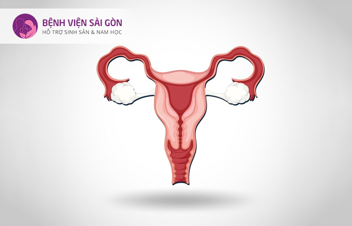 Tử cung nhi hóa sẽ làm ảnh hưởng đến khả năng sinh sản của nữ giới