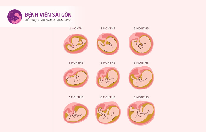Quá trình phát triển bình thường của thai nhi