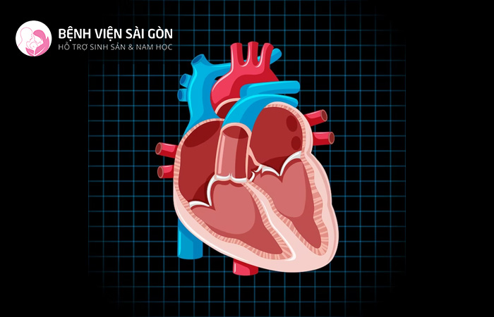 Hệ cơ tim chịu trách nhiệm cho hoạt động bơm của tim