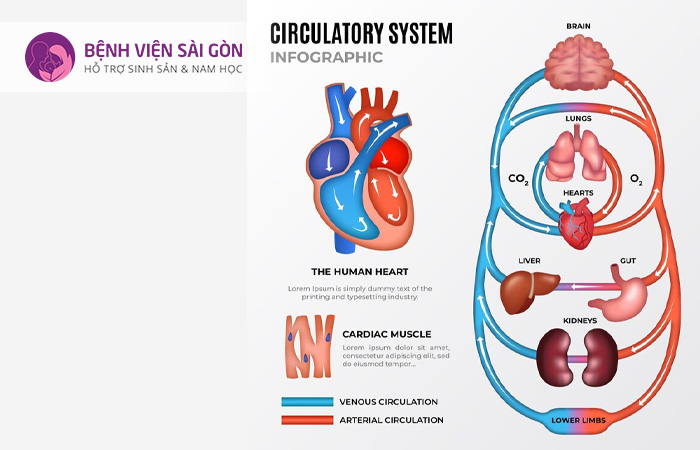 Nhịp tim được chia thành hai giai đoạn: giai đoạn tâm thu và tâm trương