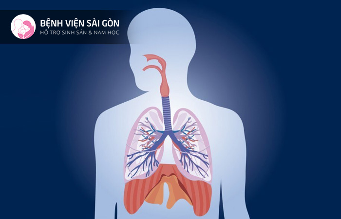 Hệ hô hấp hỗ trợ hô hấp, còn được gọi là thông khí phổi