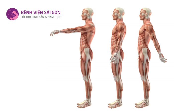 Hệ cơ bắp được phân loại thêm theo hình dạng, kích thước và hướng của loại cơ