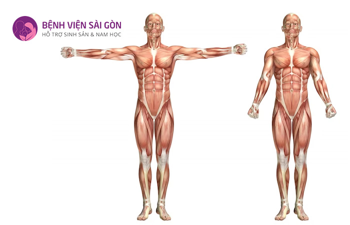 Cơ xương được kết nối với bộ xương, xương hoặc với các mô liên kết như dây chằng