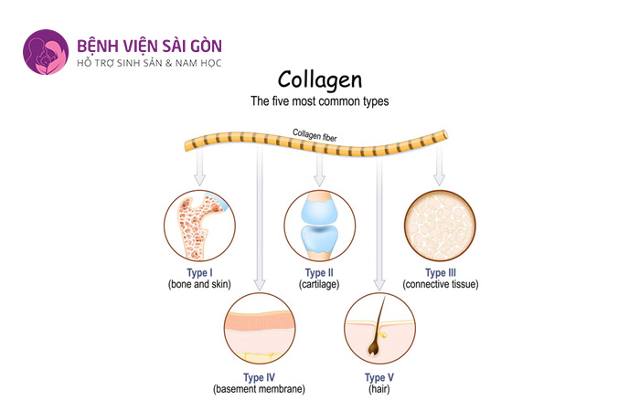 Collagen là một trong những protein có nhiều nhất trong cơ thể