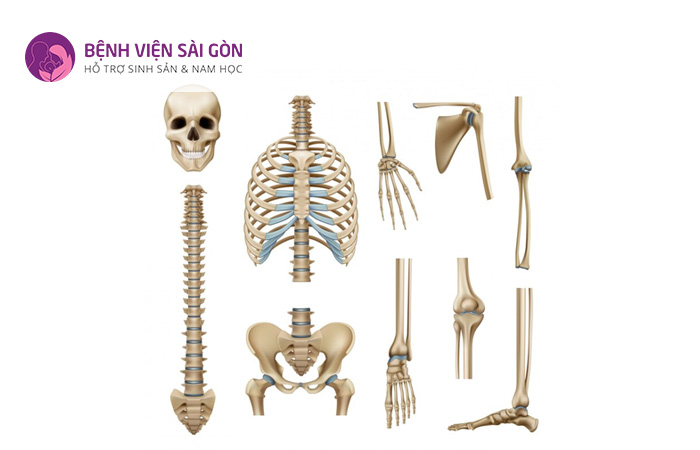 Hệ xương đóng vai trò vô cùng quan trọng đối với con người