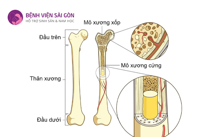 Hệ xương cấu tạo từ 3 phần chính, gồm xương đặc (bên ngoài), xương xốp (lớp trong) và tuỷ xương