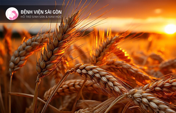 "Ngũ cốc nguyên hạt" - Lúa mạch, chứa nhiều selen, đồng và mangan