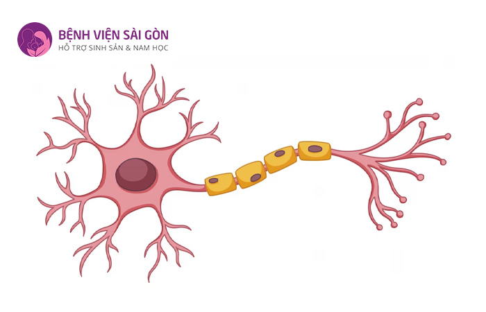 Nơ-ron là tế bào thần kinh có trong não bộ