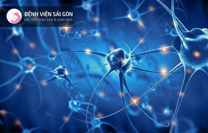 Hệ thần kinh đóng vai trò quan trọng trong các hoạt động và suy nghĩ của con người
