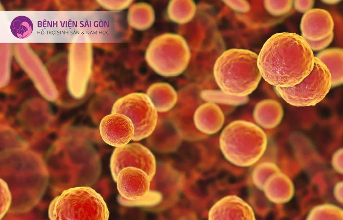  Mycoplasma là vi khuẩn gây ra tình trạng viêm nội mạc tử cung mãn tính