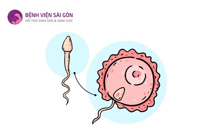Sau TESE tinh trùng sẽ được đem đi thụ tinh với trứng bằng phương pháp ICSI