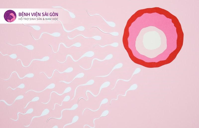 Chất lượng trứng và tinh trùng