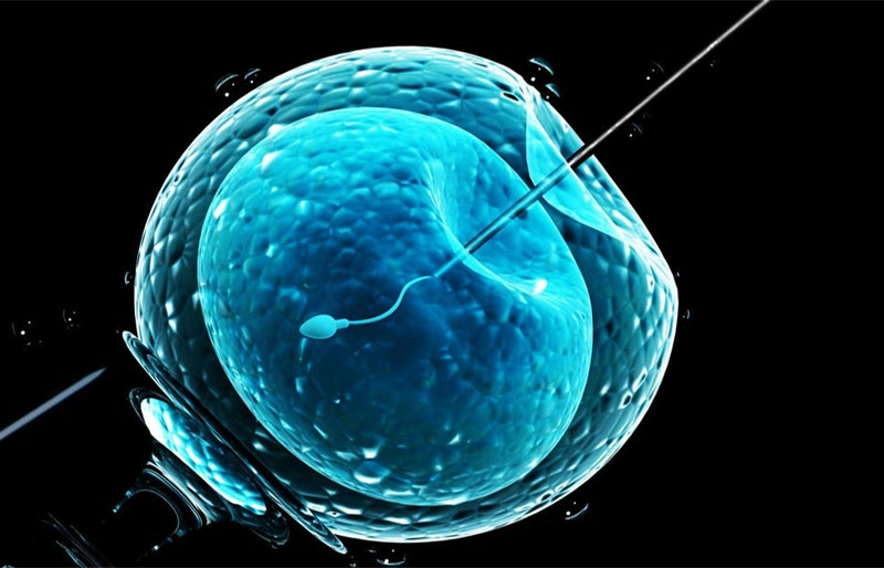In Vitro Fertilization (Thụ tinh trong ống nghiệm)