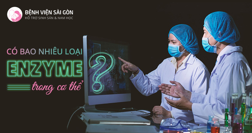 Enzyme có vai trò gì đối với cơ thể