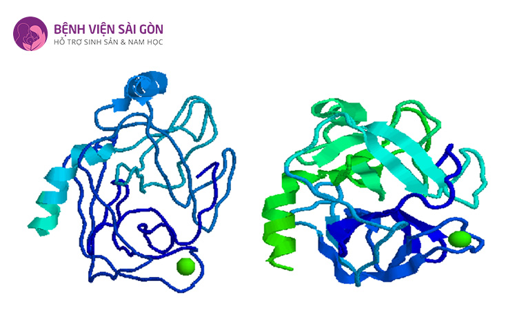 Enzyme (men) là được xem là chất xúc tác hóa học trong cơ thể