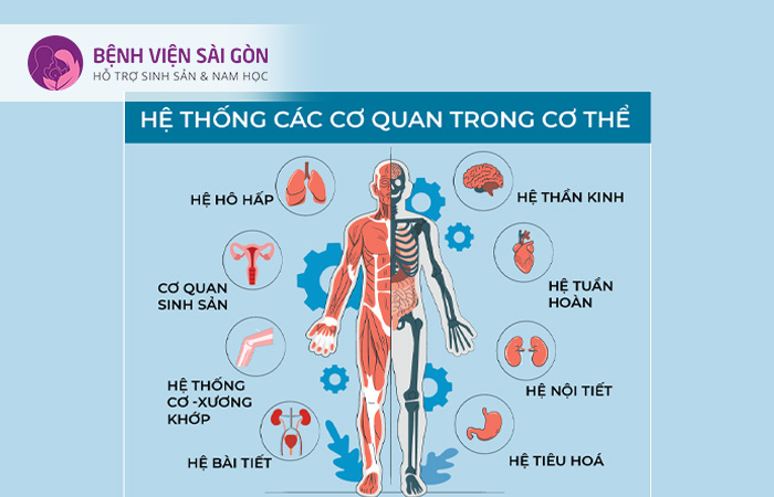 Hệ cơ có gần 700 loại cơ kết nối với xương trong cơ thể