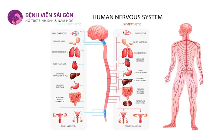 Sơ đồ hệ thần kinh của con người
