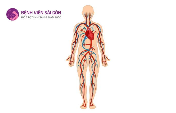 Hệ tuần hoàn có nhiệm vụ vận chuyển máu đi khắp cơ thể nhờ hệ thống mạch máu