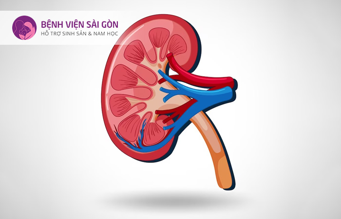 Trong hệ bài tiết của con người có 2 quả thận, chức năng lọc máu thành nước tiểu