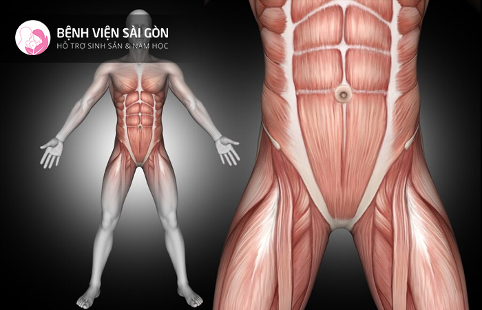 Cơ nội tạng được tìm thấy trong các cơ quan như ruột, mạch máu và dạ dày