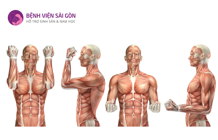 Cơ bắp tạo nên thành của nhiều cơ quan