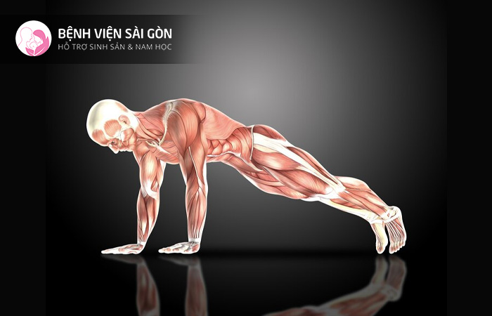 Hệ cơ và hệ thần kinh phối hợp với nhau tạo ra tín hiệu vận động